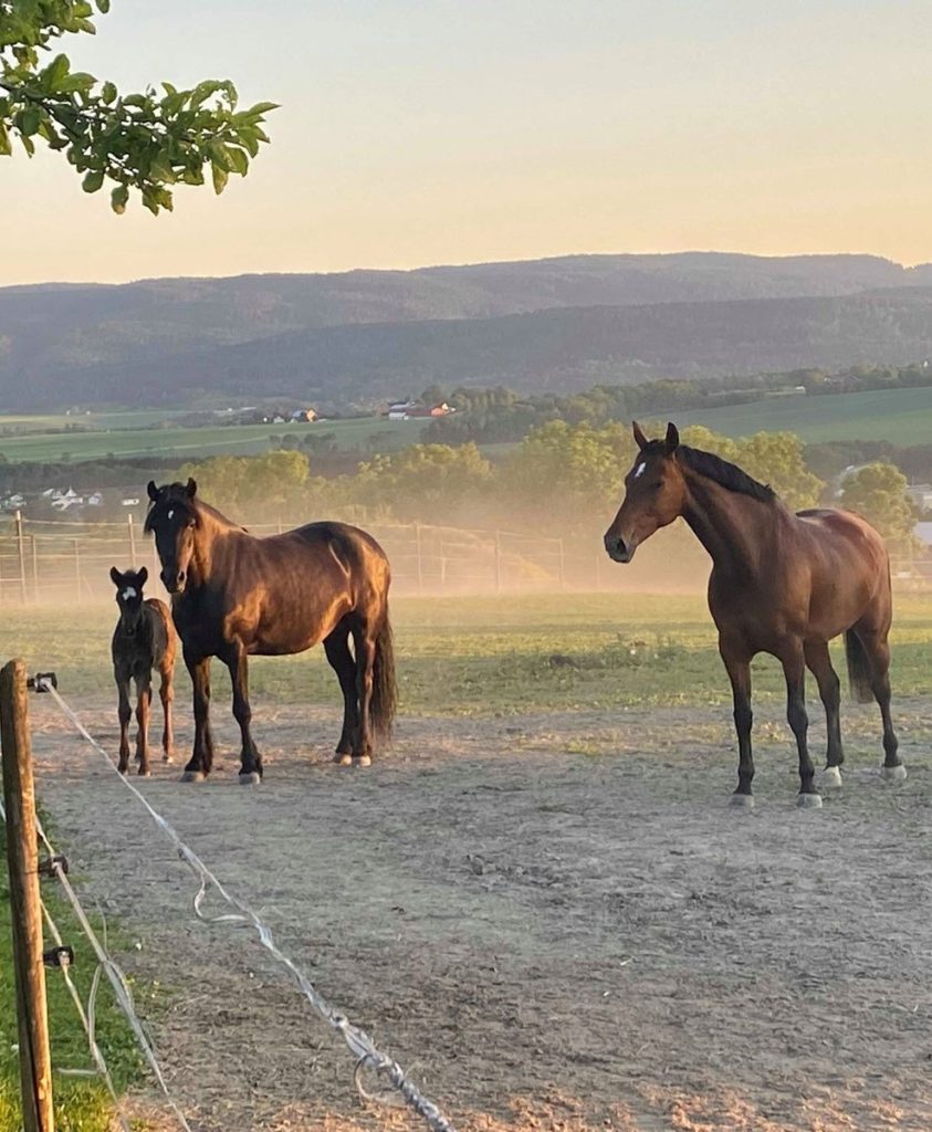 Stallplass til leie med flotte fasiliteter og stor plass